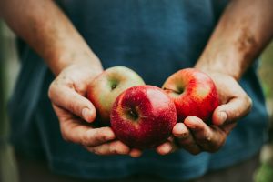 Organic fruit and vegetables. Farmers hands with freshly harvested apples.