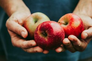 Organic fruit and vegetables. Farmers hands with freshly harvested apples.